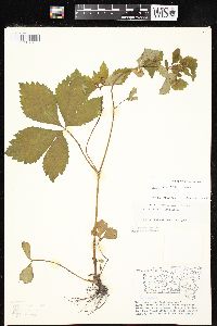Sanicula trifoliata image