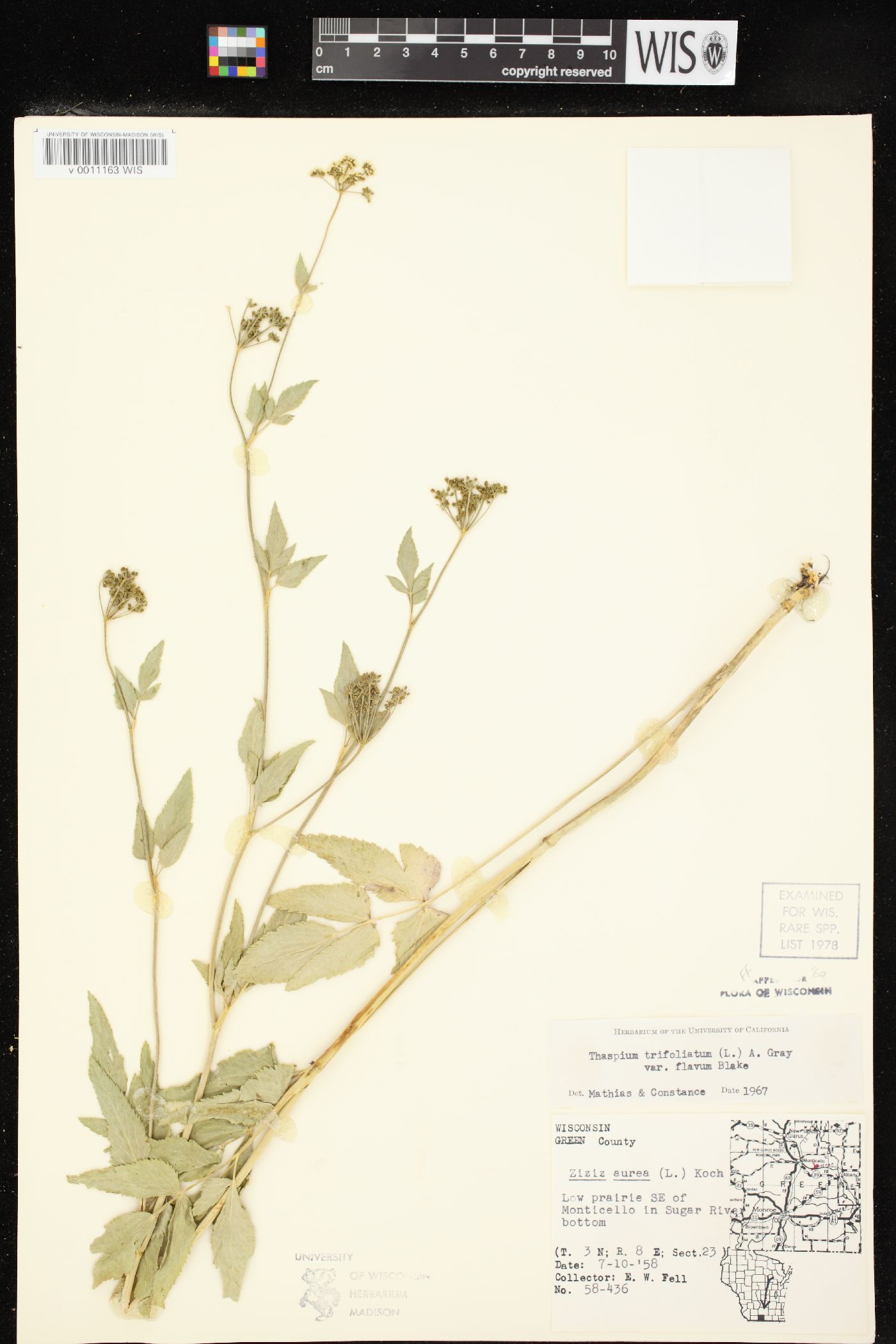 Thaspium trifoliatum var. flavum image