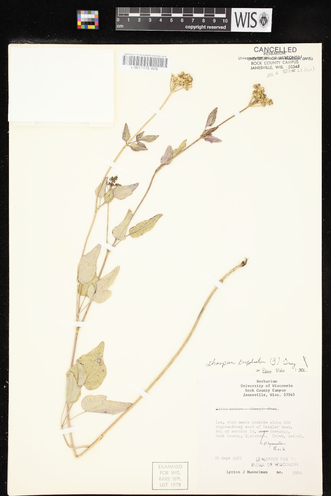 Thaspium trifoliatum var. flavum image