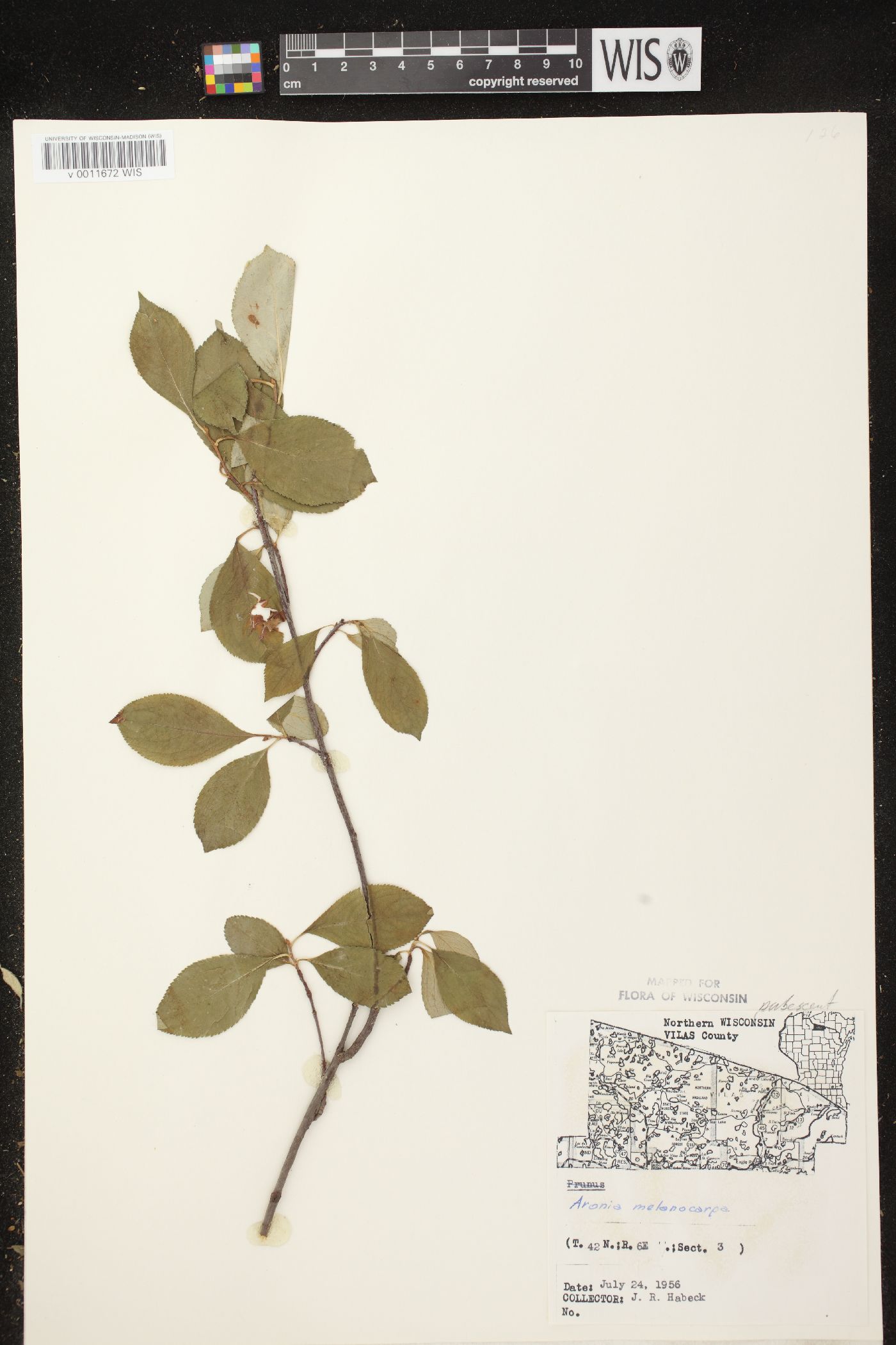 Aronia x prunifolia image