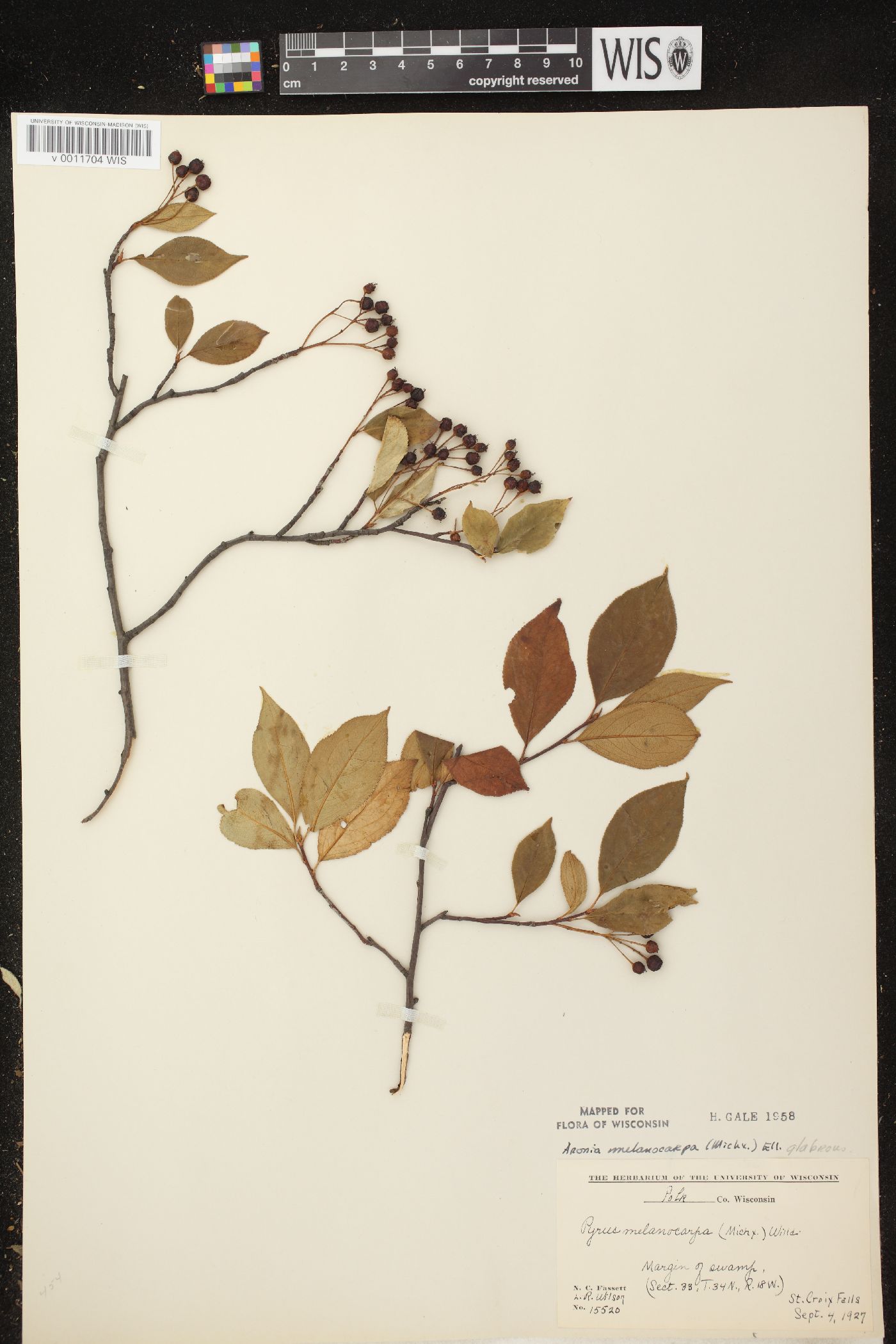 Aronia x prunifolia image