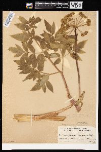 Image of Angelica atropurpurea var. occidentalis