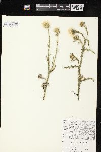 Image of Carduus acanthoides subsp. acanthoides