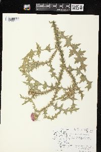 Carduus acanthoides image