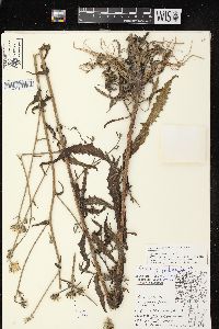 Crepis foetida subsp. rhoeadifolia image
