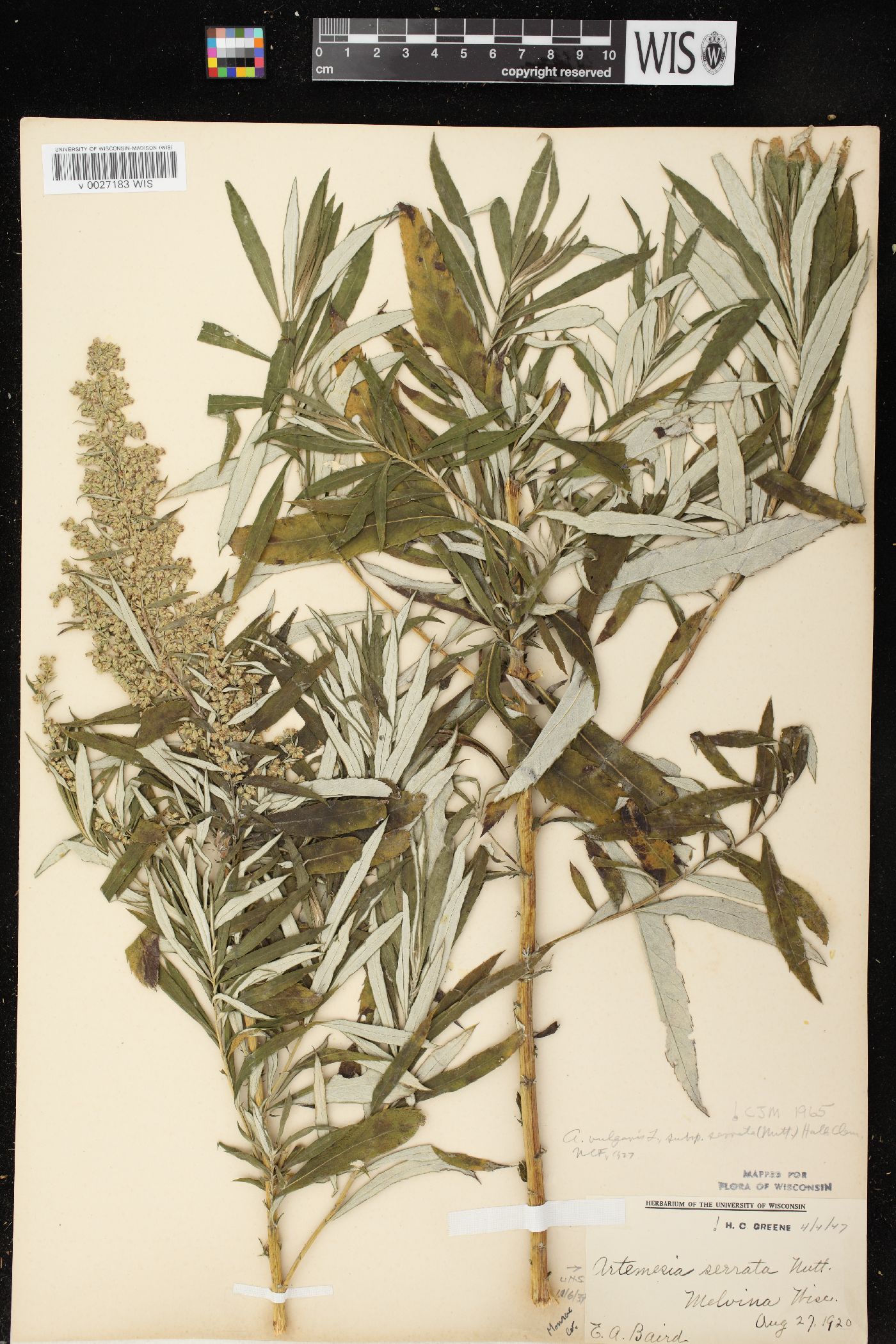 Artemisia serrata image