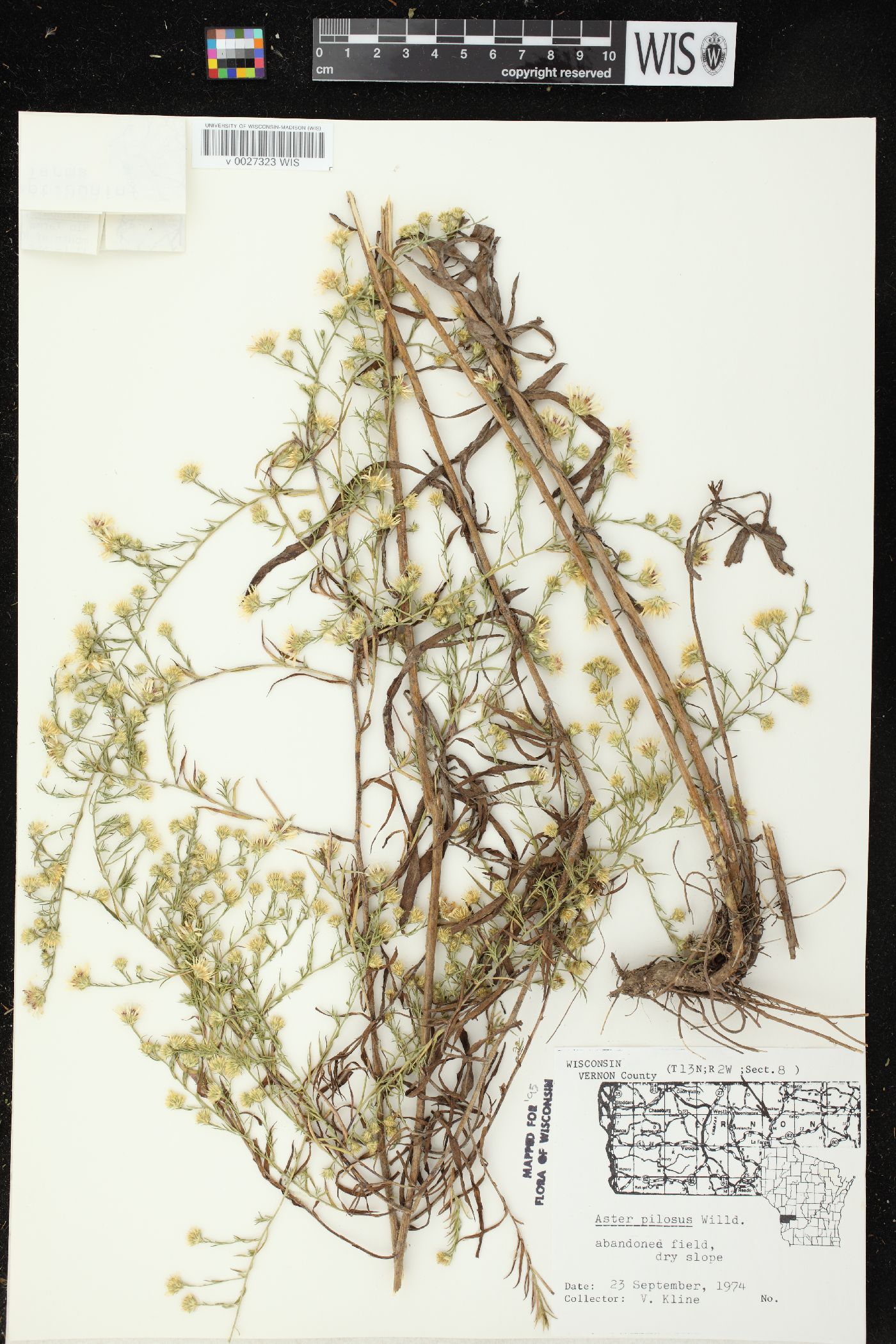 Symphyotrichum pilosum image