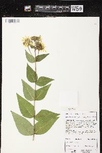 Silphium integrifolium var. neglectum image