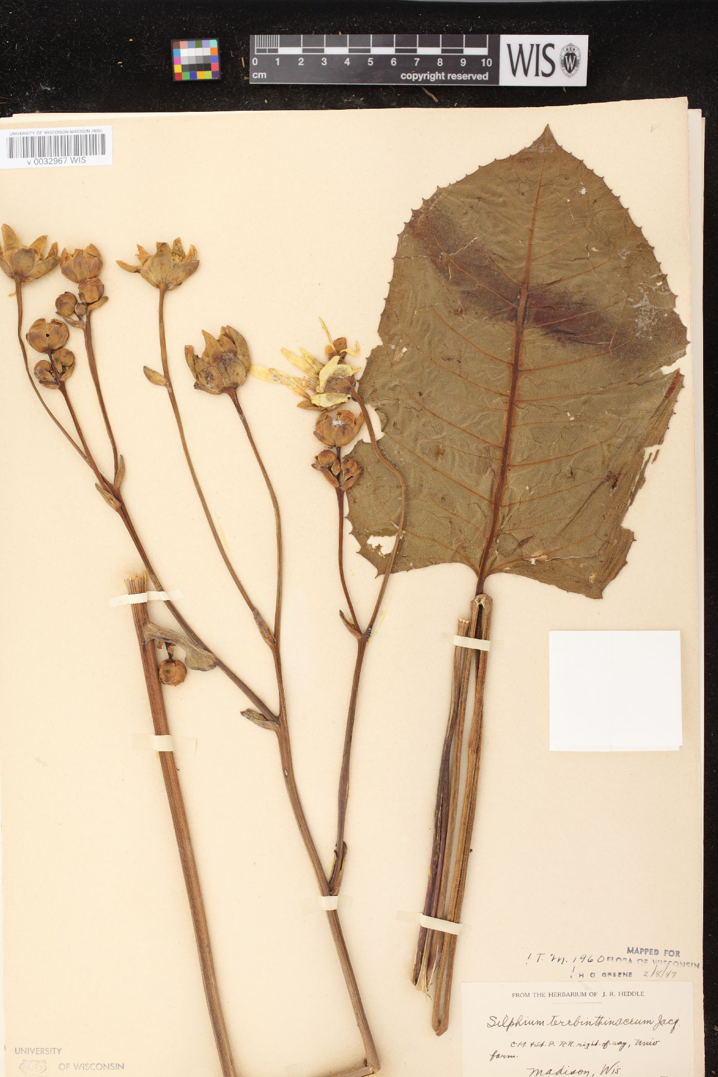 Silphium terebinthinaceum image