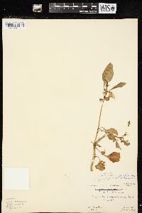 Image of Leucophysalis grandiflora