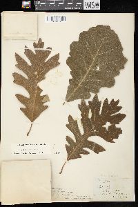 Quercus × bebbiana image