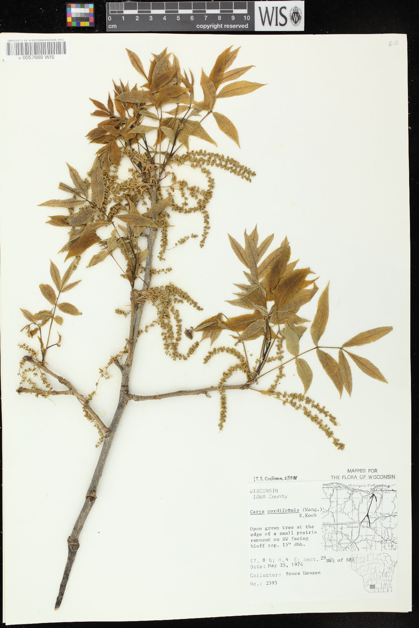 Carya cordiformis image