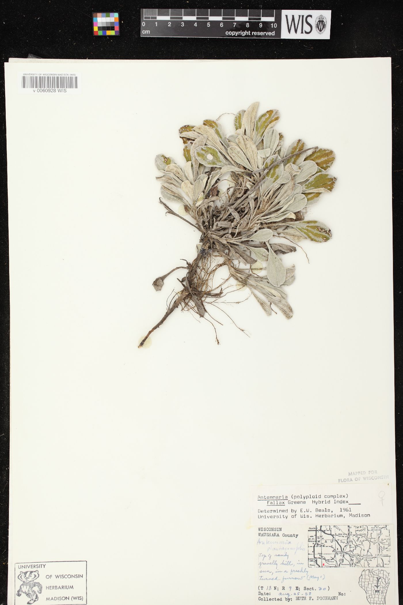 Antennaria plantaginifolia image