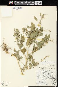 Image of Chenopodium berlandieri var. zschackei