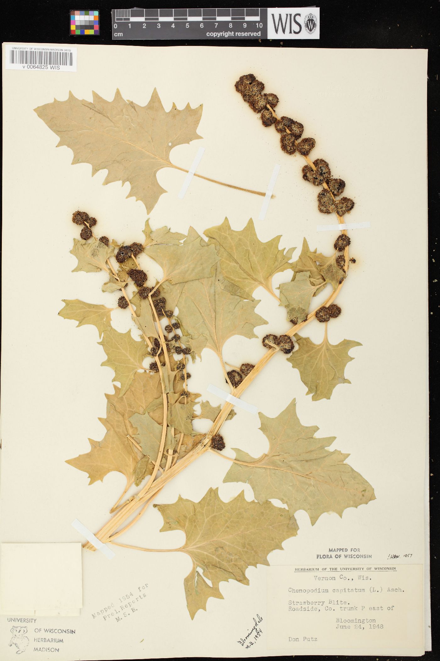 Chenopodium capitatum image