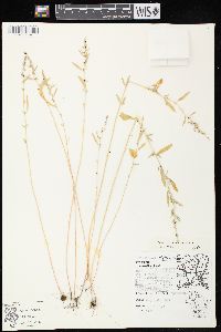 Chenopodium standleyanum image