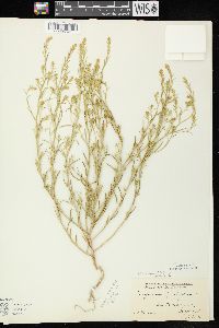 Corispermum americanum var. americanum image