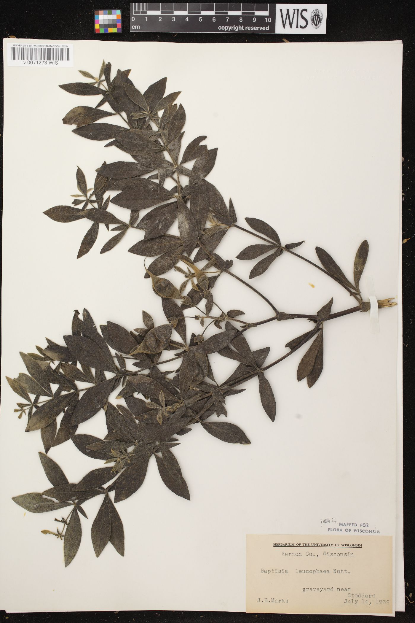 Baptisia leucophaea image