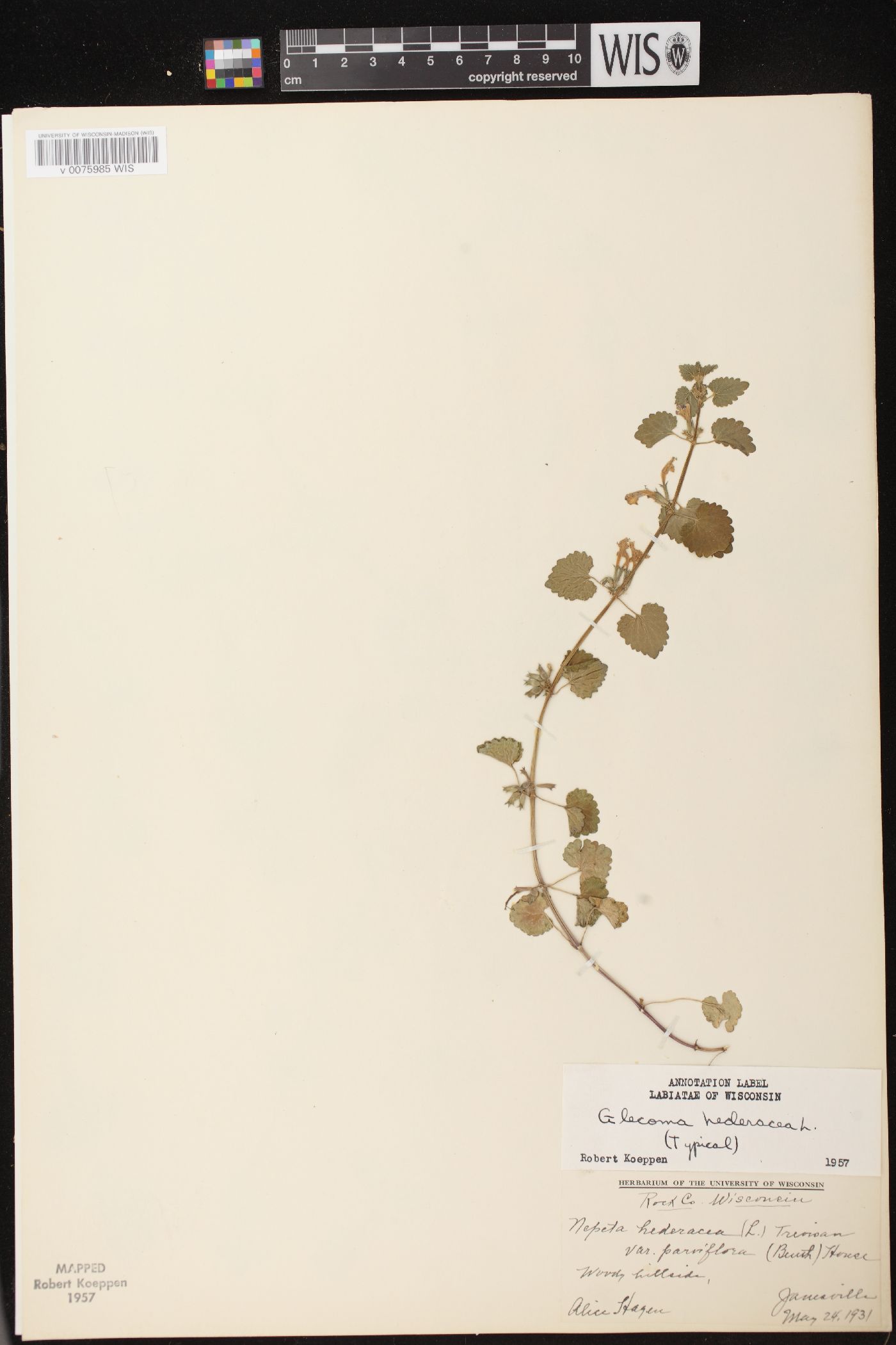 Glechoma hederacea var. hederacea image