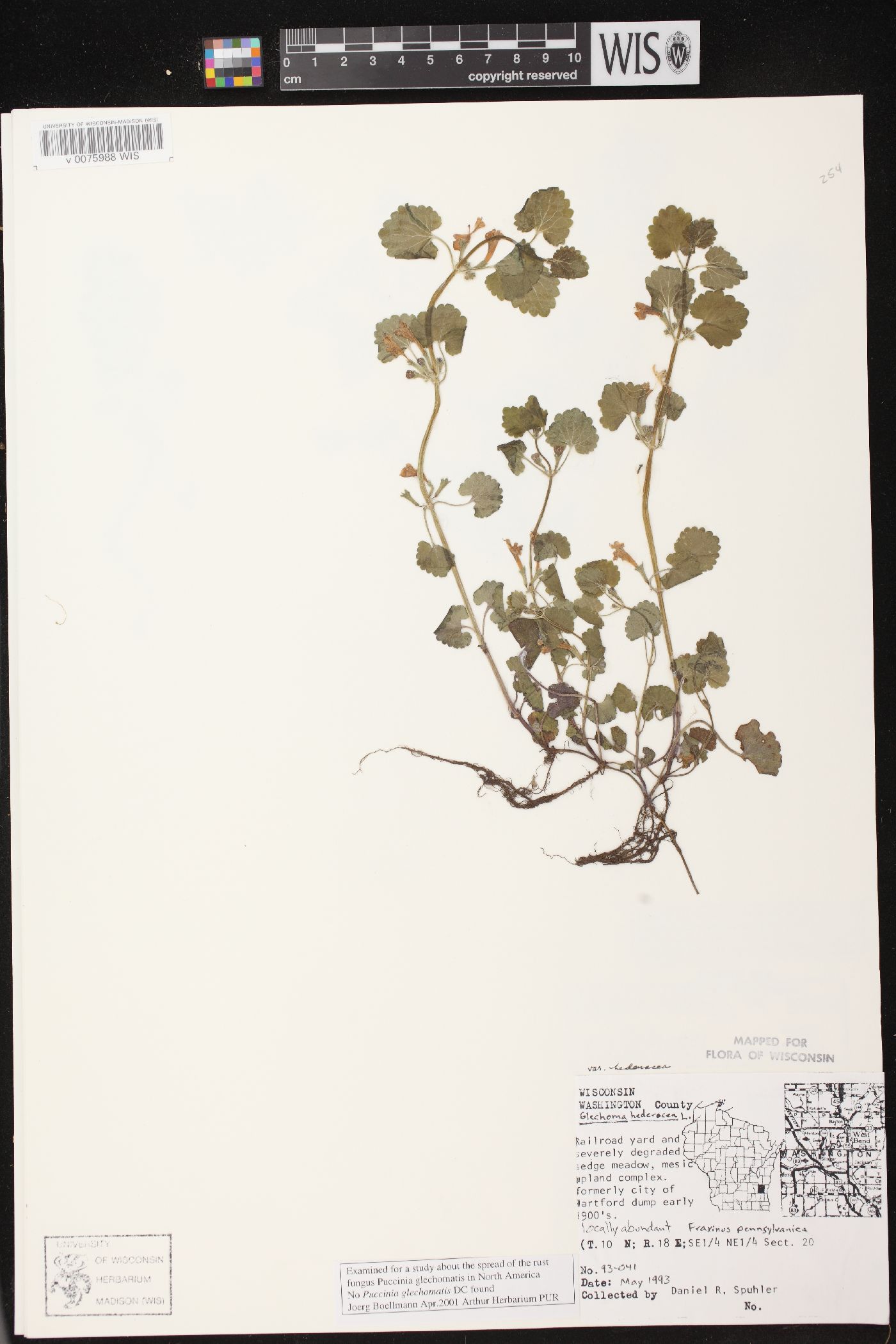 Glechoma hederacea var. hederacea image
