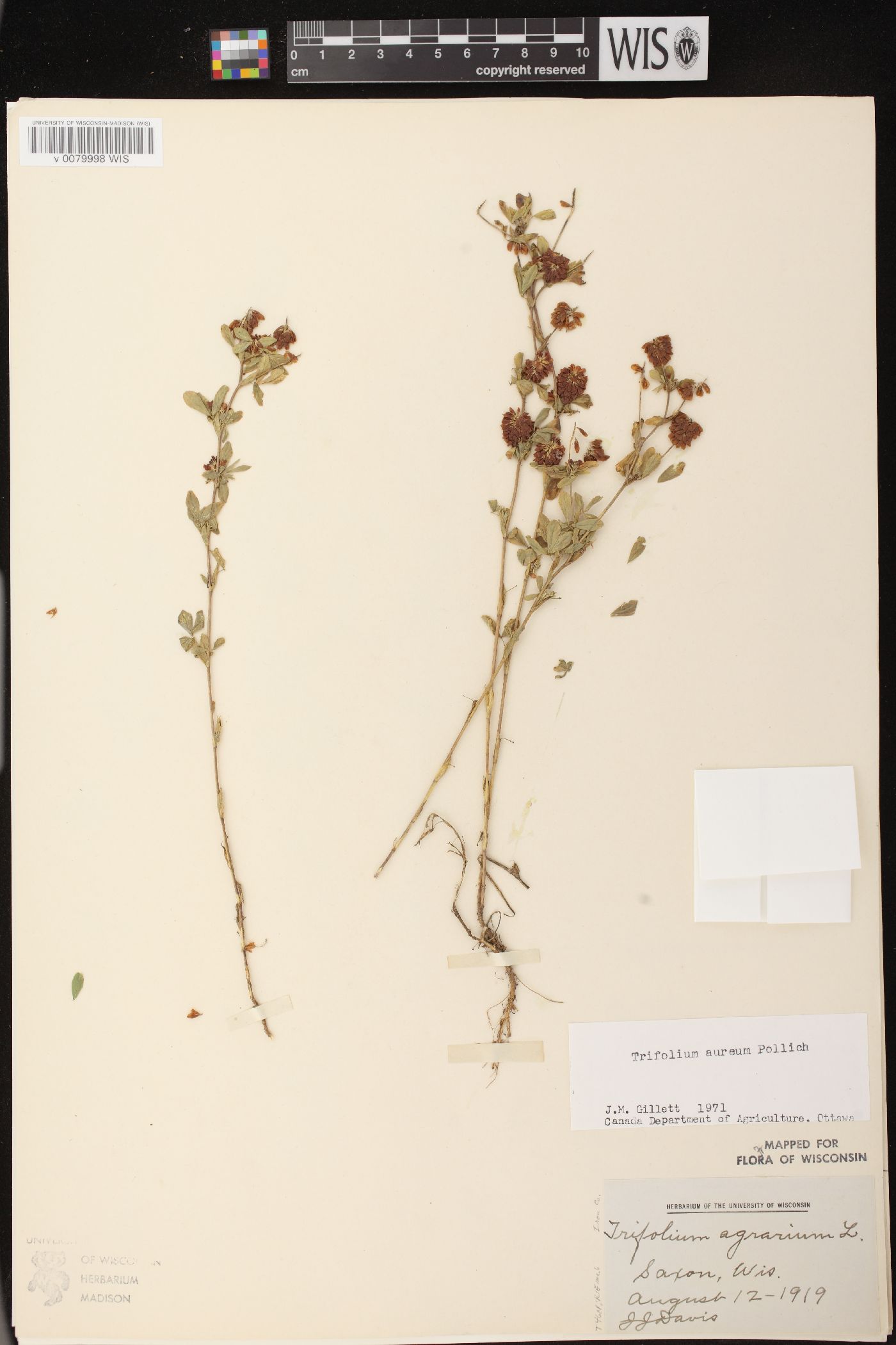 Trifolium aureum image