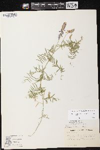 Image of Vicia cracca subsp. tenuifolia