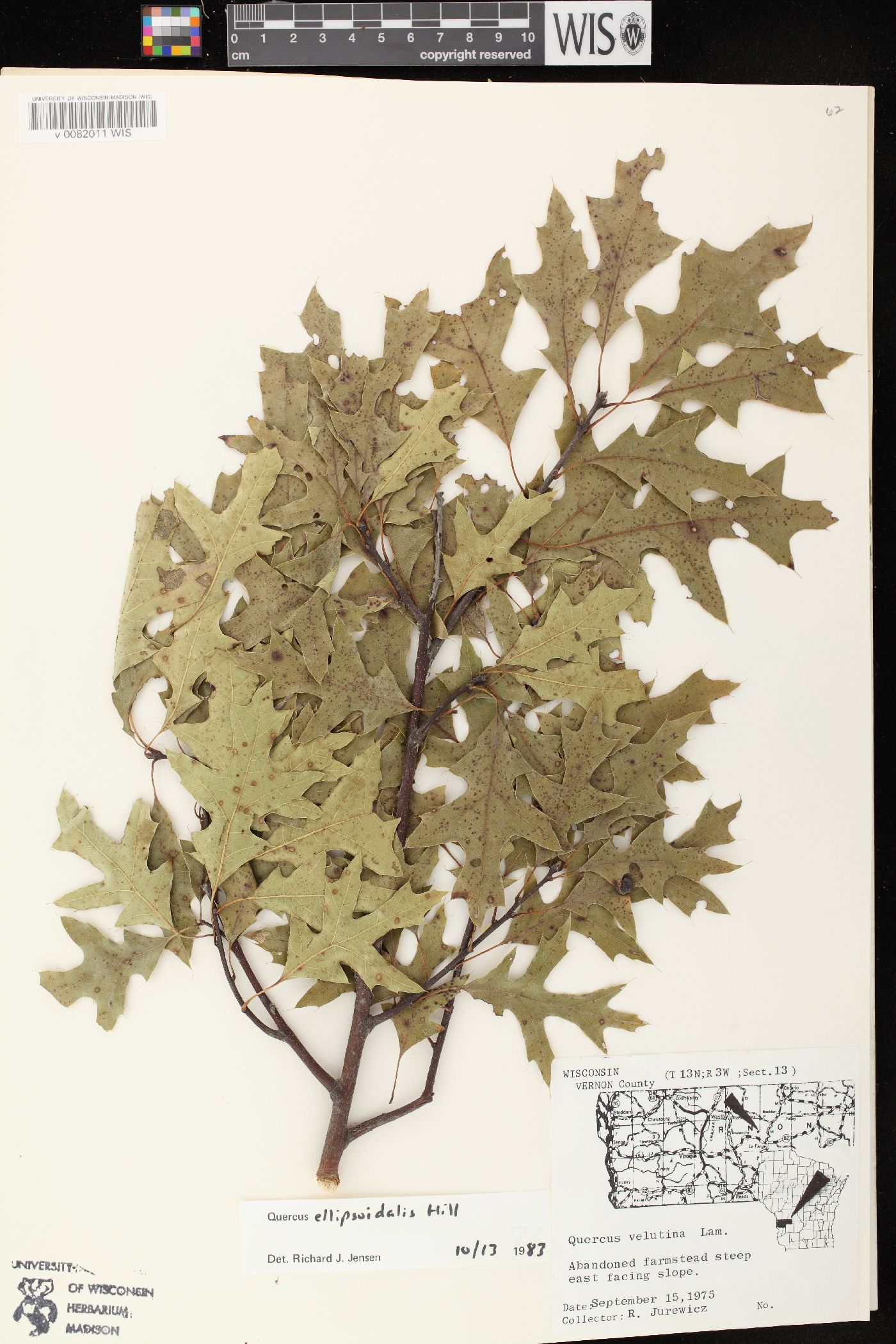 Quercus ellipsoidalis image
