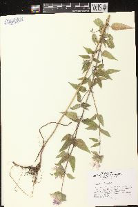 Monarda fistulosa subsp. fistulosa image