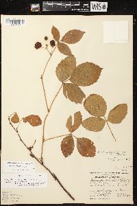 Image of Rubus missouricus