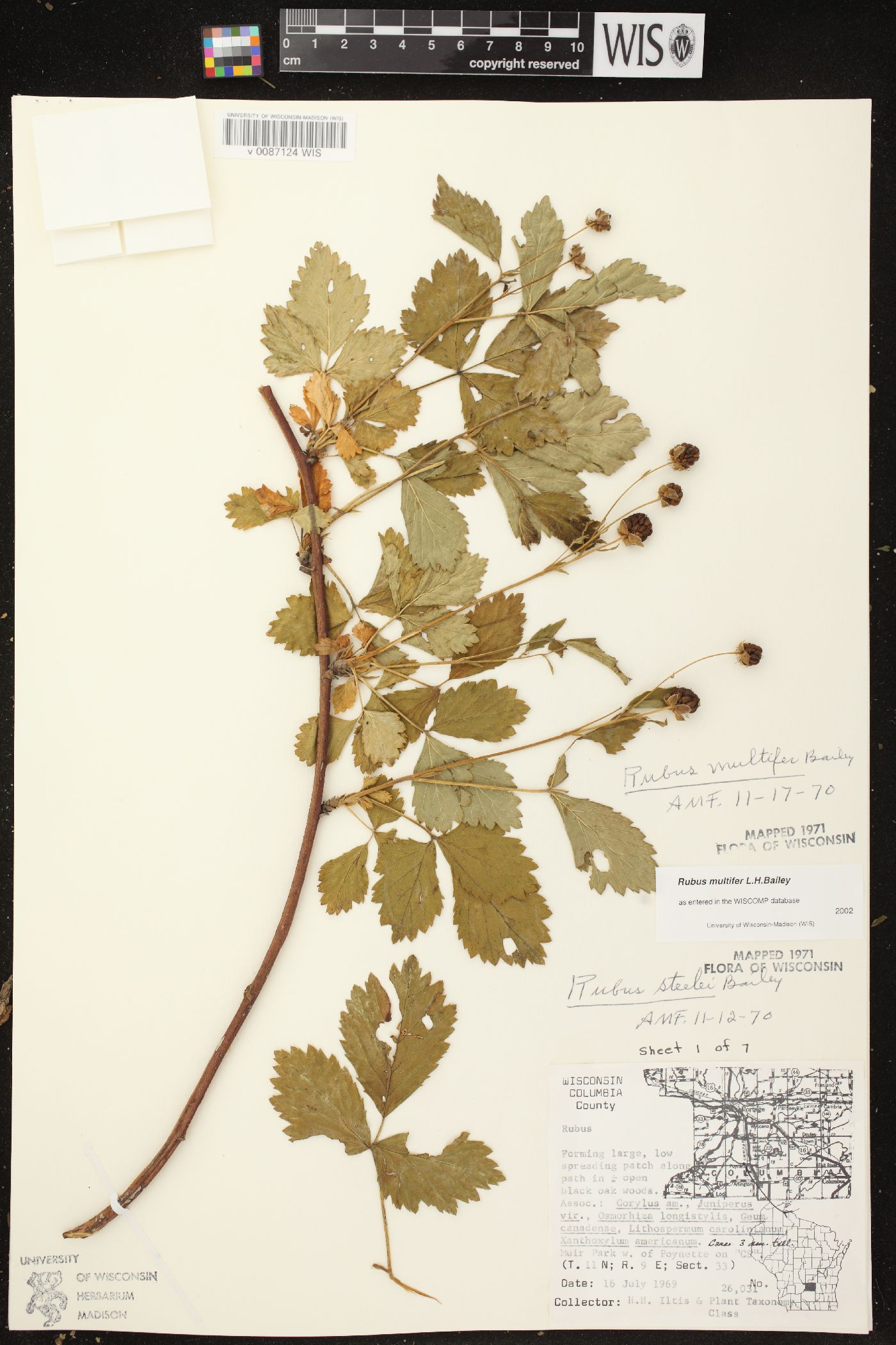 Rubus flagellaris image