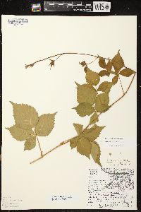 Rubus multifer image