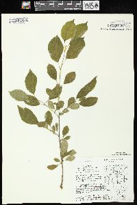 Rhamnus cathartica image
