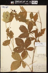 Rubus plicatifolius image