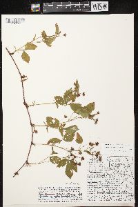 Image of Rubus arundelanus