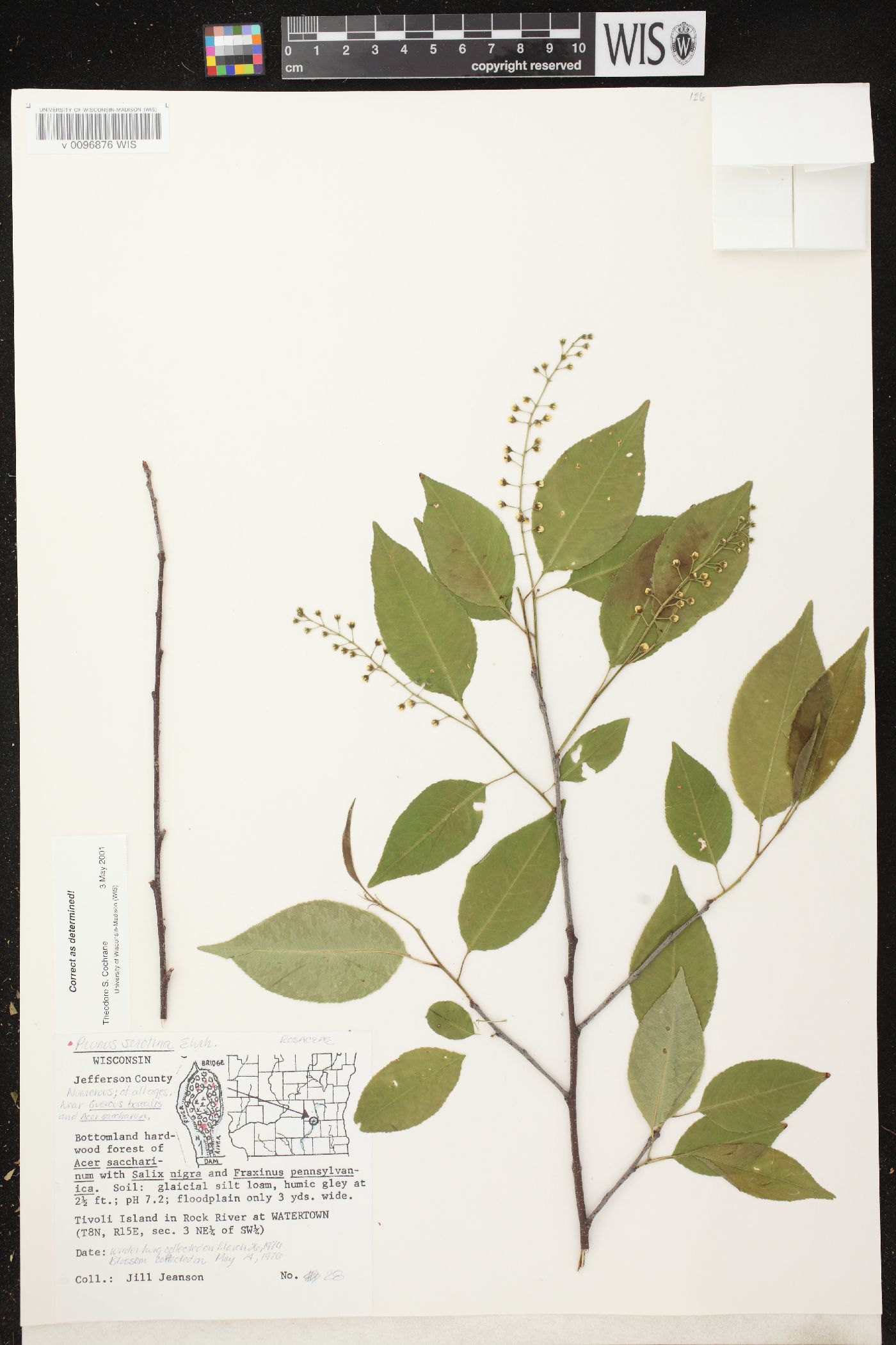 Prunus serotina image