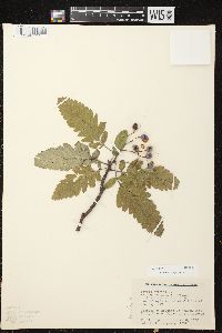 Image of Sorbus hybrida