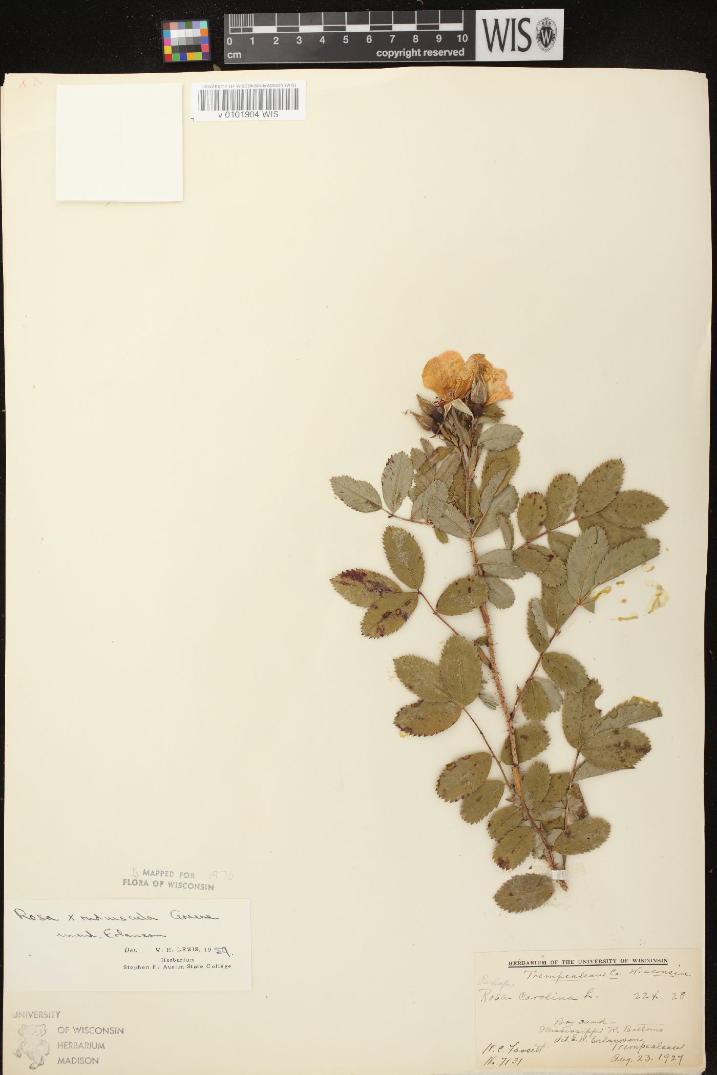 Rosa carolina subsp. subserrulata image