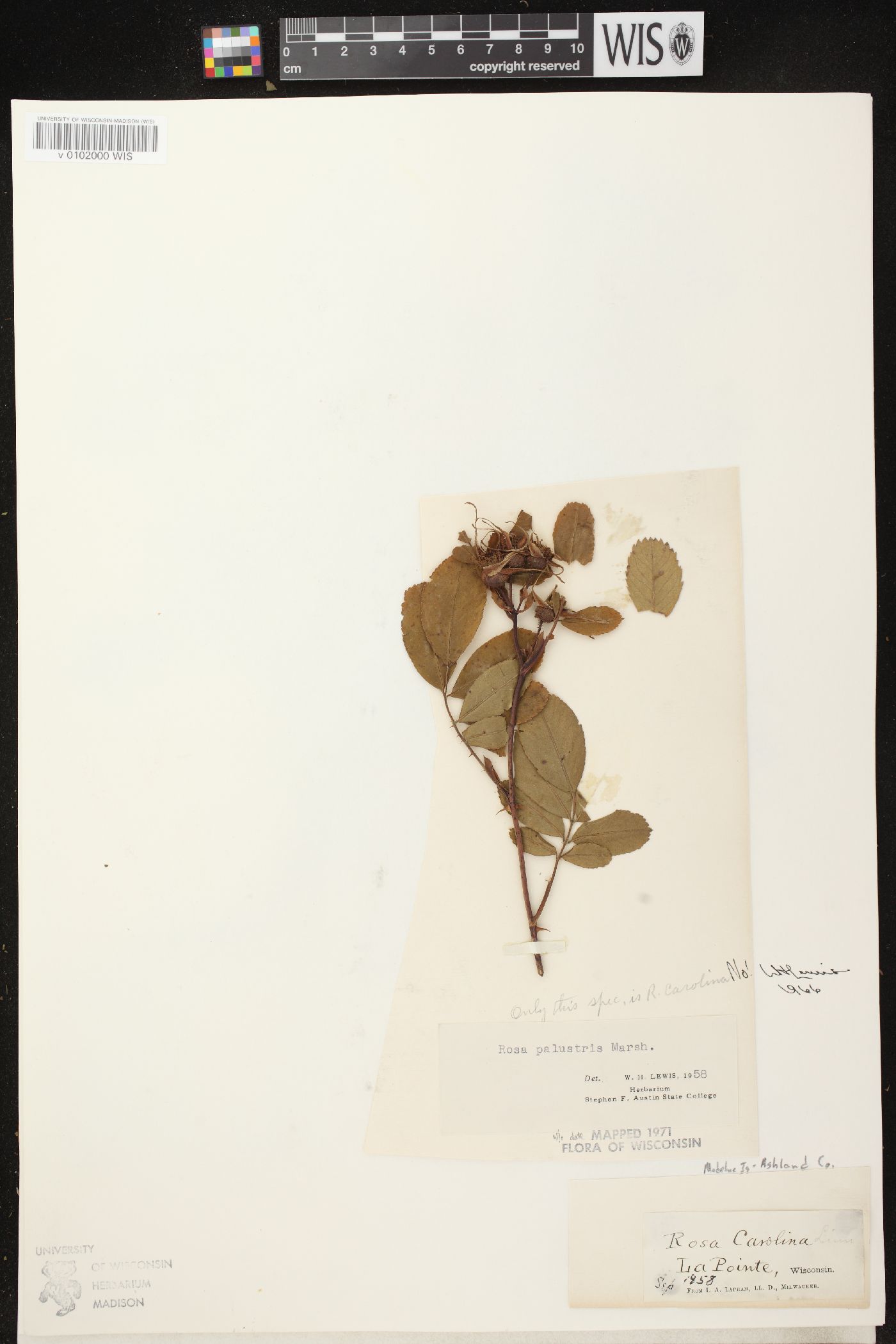 Rosa palustris image
