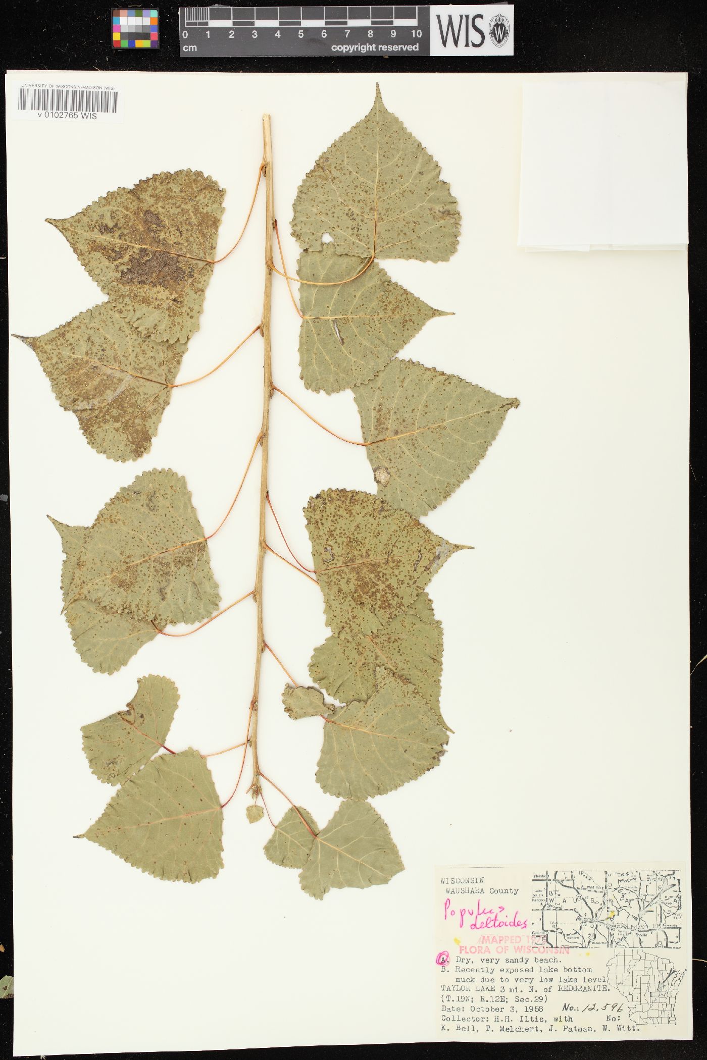 Populus deltoides subsp. monilifera image