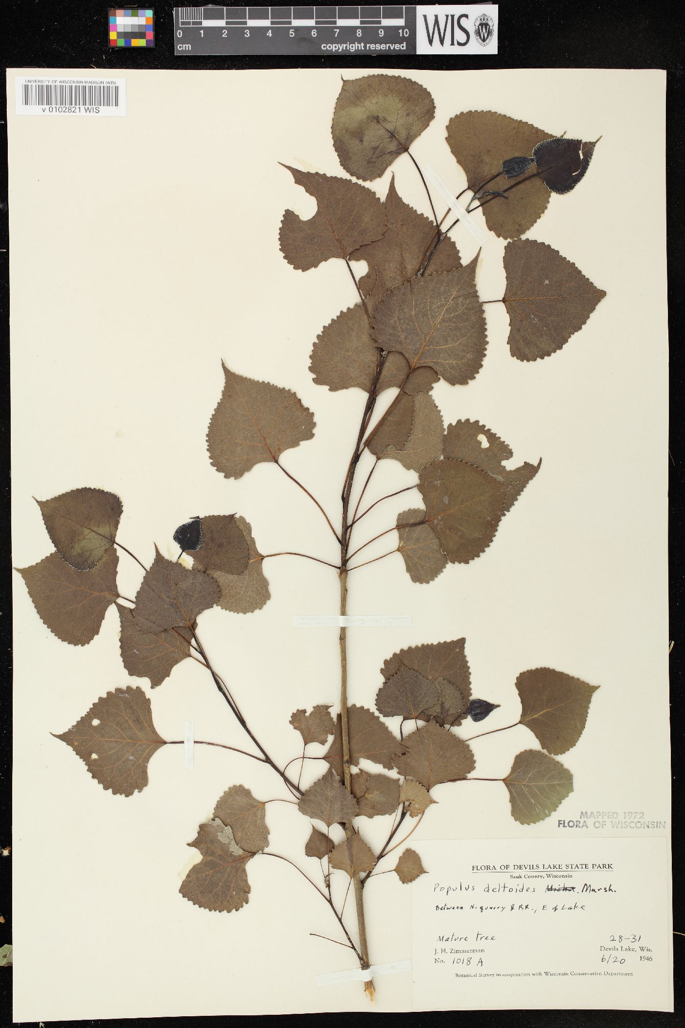 Populus deltoides image