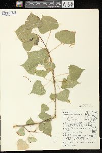 Populus deltoides subsp. monilifera image