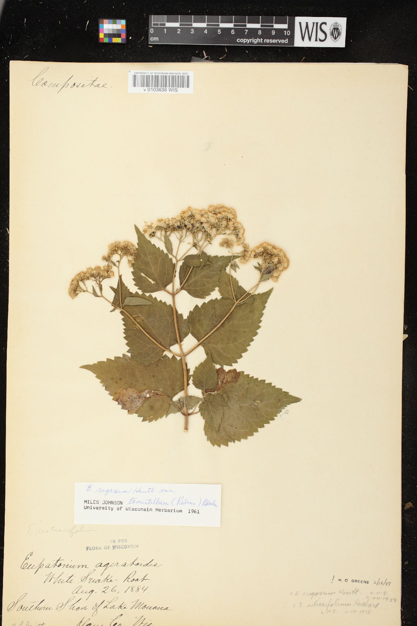 Ageratina altissima subsp. altissima image