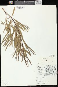 Salix interior image