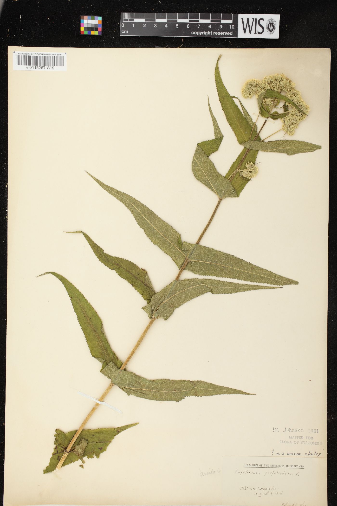 Eupatorium perfoliatum image