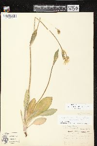 Krigia biflora var. biflora image