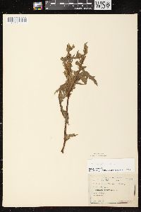 Sonchus oleraceus image