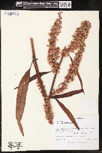 Rumex orbiculatus image