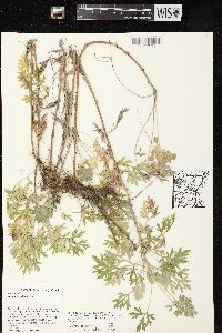 Artemisia absinthium image