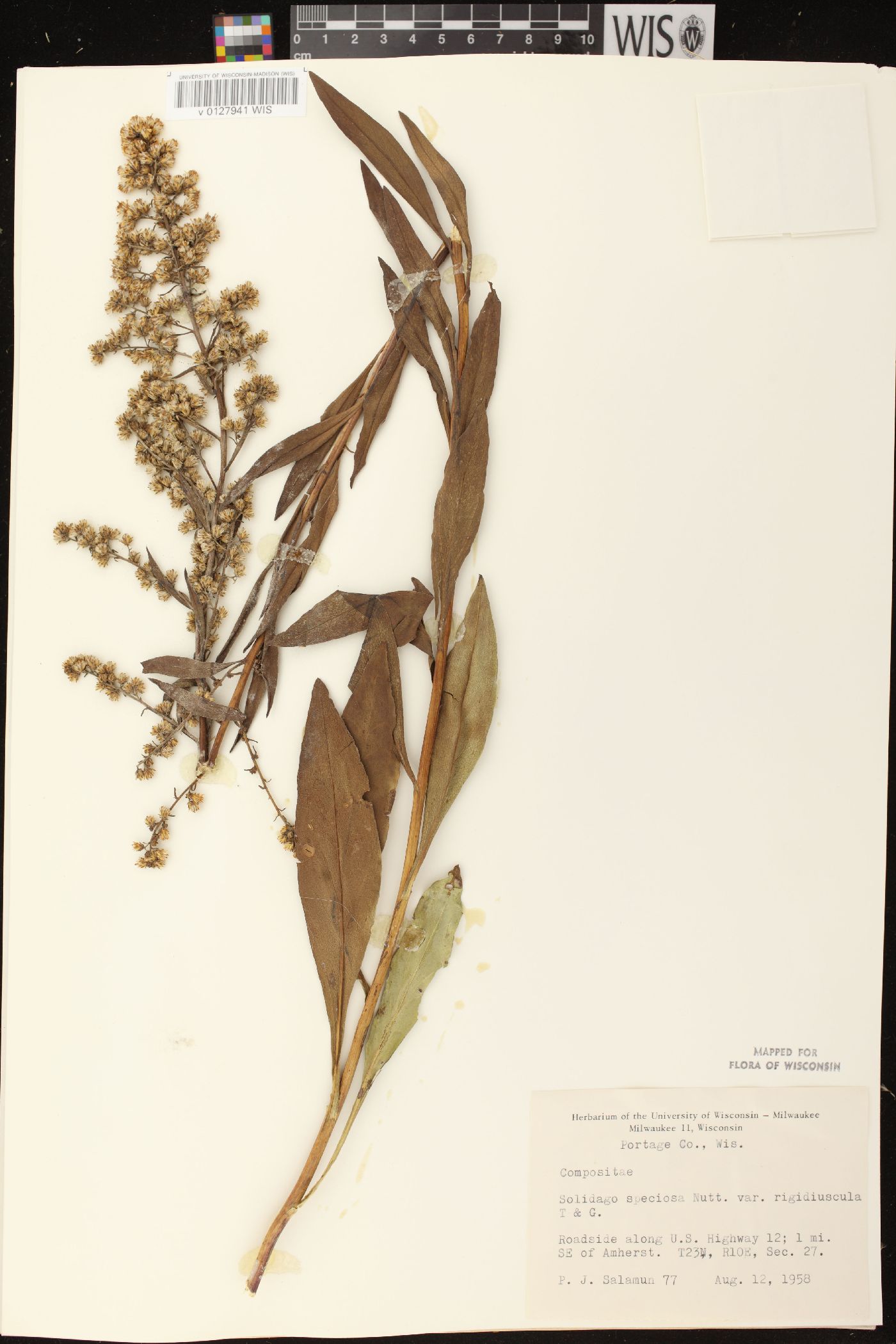 Solidago speciosa subsp. speciosa var. rigidiuscula image
