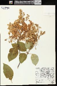 Syringa reticulata image